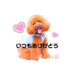 トイプードルぷりんのスタンプ3（個別スタンプ：7）