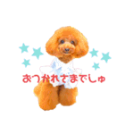 トイプードルぷりんのスタンプ3（個別スタンプ：9）