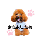 トイプードルぷりんのスタンプ3（個別スタンプ：10）