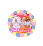 トイプードルぷりんのスタンプ3（個別スタンプ：12）