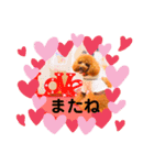 トイプードルぷりんのスタンプ3（個別スタンプ：13）