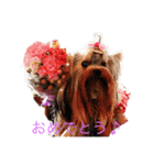 可愛いヨーキー 琴音＆璃愛華＆愛望（個別スタンプ：5）