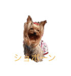 可愛いヨーキー 琴音＆璃愛華＆愛望（個別スタンプ：15）