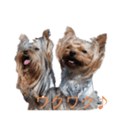 可愛いヨーキー 琴音＆璃愛華＆愛望（個別スタンプ：16）