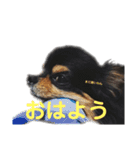 ビンタン課長（個別スタンプ：1）