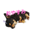 ビンタン課長（個別スタンプ：2）