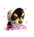 ビンタン課長（個別スタンプ：7）