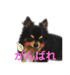 ビンタン課長（個別スタンプ：8）