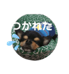ビンタン課長（個別スタンプ：10）