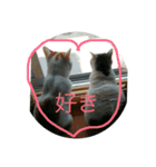 猫祭りseason 1（個別スタンプ：1）