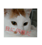 猫祭りseason 1（個別スタンプ：2）