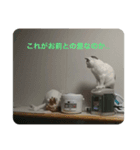 猫祭りseason 1（個別スタンプ：3）