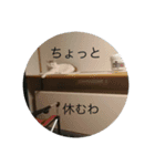 猫祭りseason 1（個別スタンプ：5）