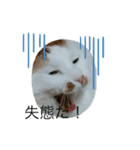 猫祭りseason 1（個別スタンプ：6）