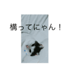 猫祭りseason 1（個別スタンプ：7）
