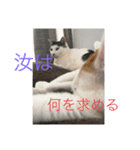 猫祭りseason 1（個別スタンプ：8）