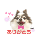 リーフ11（個別スタンプ：1）