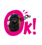 てんちゃんとトキの日常（個別スタンプ：4）