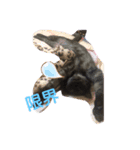 てんちゃんとトキの日常（個別スタンプ：8）