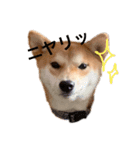 柴犬きたろう③（個別スタンプ：1）