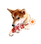 柴犬きたろう③（個別スタンプ：3）