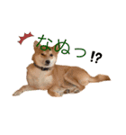 柴犬きたろう③（個別スタンプ：5）