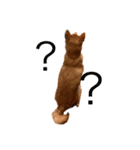 柴犬きたろう③（個別スタンプ：6）