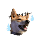 柴犬きたろう③（個別スタンプ：7）