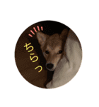 柴犬きたろう③（個別スタンプ：8）