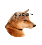 柴犬きたろう③（個別スタンプ：9）