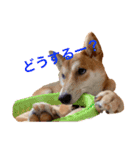 柴犬きたろう③（個別スタンプ：10）