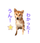 柴犬きたろう③（個別スタンプ：11）