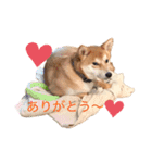 柴犬きたろう③（個別スタンプ：12）