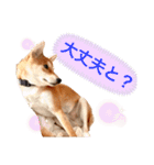 柴犬きたろう③（個別スタンプ：13）