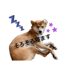 柴犬きたろう③（個別スタンプ：14）