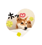 柴犬きたろう③（個別スタンプ：15）