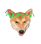 柴犬きたろう③（個別スタンプ：16）