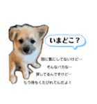 我が家のハーフ犬ポメチワ③（個別スタンプ：1）
