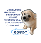 我が家のハーフ犬ポメチワ③（個別スタンプ：2）