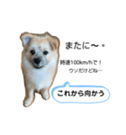 我が家のハーフ犬ポメチワ③（個別スタンプ：3）
