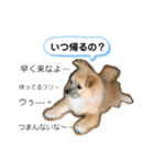 我が家のハーフ犬ポメチワ③（個別スタンプ：4）