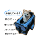 我が家のハーフ犬ポメチワ③（個別スタンプ：5）