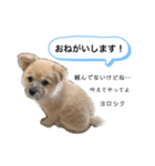 我が家のハーフ犬ポメチワ③（個別スタンプ：6）