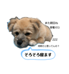 我が家のハーフ犬ポメチワ③（個別スタンプ：8）