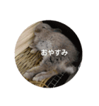 日常で使えるココスタ★（個別スタンプ：3）
