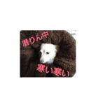 ポメックスの日常 ⑥（個別スタンプ：1）
