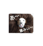 ポメックスの日常 ⑥（個別スタンプ：2）