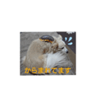 ポメックスの日常 ⑥（個別スタンプ：4）