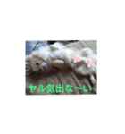 ポメックスの日常 ⑥（個別スタンプ：8）