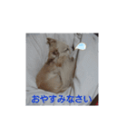 ポメックスの日常 ⑥（個別スタンプ：9）